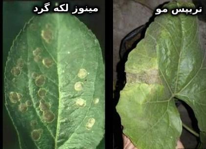 آفات قابل کنترل با پرمترین 25 درصد